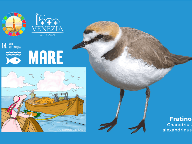 “VENEZIA È FAVOLOSA”, Gigeta racconta la Sostenibilità nel sentiero che protegge il Fratino del&nbsp;Lido